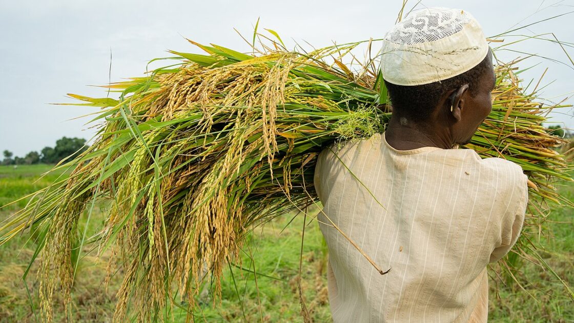 Petani memanen padi di sawah sebagai ilustrasi pembahasan pertanian