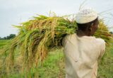 Petani memanen padi di sawah sebagai ilustrasi pembahasan pertanian
